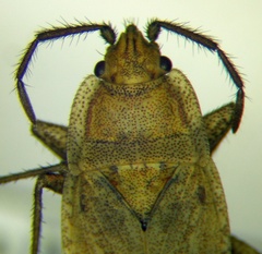 Emblethis dilaticollis