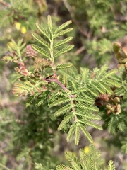 Mimosa burkartii