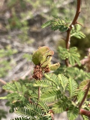 Mimosa burkartii