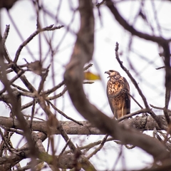 Buteogallus urubitinga