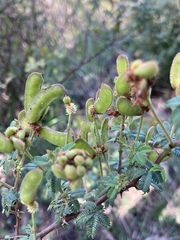 Mimosa burkartii