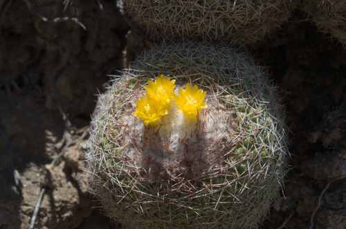 Parodia gibbulosoides