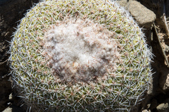 Parodia gibbulosoides