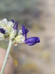 Psorothamnus scoparius