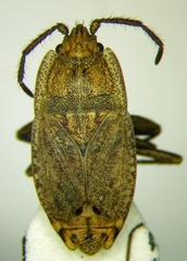 Emblethis dilaticollis