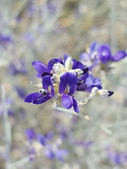 Psorothamnus scoparius