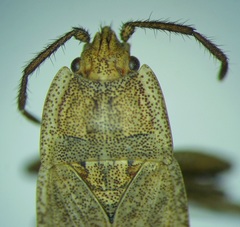 Emblethis dilaticollis