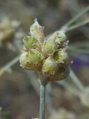 Psorothamnus scoparius