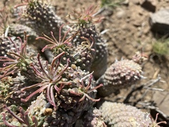 Euphorbia braunsii