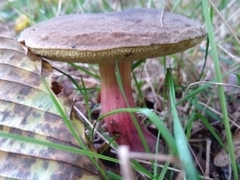 Xerocomellus cisalpinus