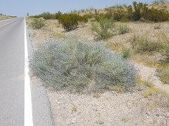 Psorothamnus scoparius