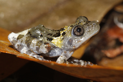 Theloderma stellatum