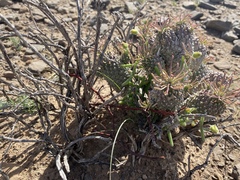 Euphorbia braunsii
