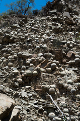 Parodia gibbulosoides