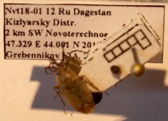 Emblethis dilaticollis