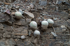 Parodia gibbulosoides