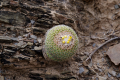 Parodia gibbulosoides
