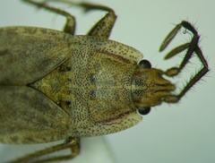 Emblethis dilaticollis