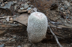 Parodia gibbulosoides