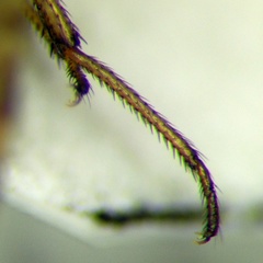 Emblethis dilaticollis