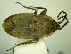 Emblethis dilaticollis