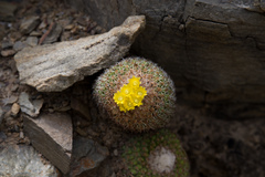 Parodia gibbulosoides