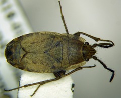 Emblethis dilaticollis