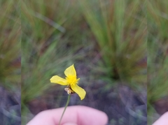 Xyris stenotera