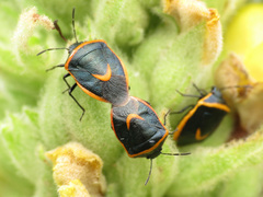 Cosmopepla decorata