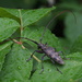 Udo Longhorn Beetle - Photo (c) harum.koh, some rights reserved (CC BY-SA), uploaded by harum.koh