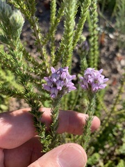 Aspalathus cephalotes violacea