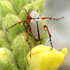 Macrodactylus uniformis