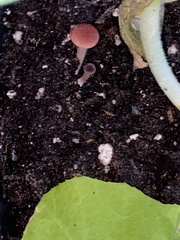 Sarcoscypha occidentalis