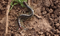 Scolopendra cingulata