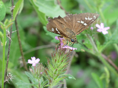 Apyrrothrix araxes