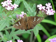 Apyrrothrix araxes