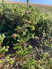 Anisodontea scabrosa