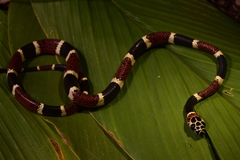 Rhinobothryum bovallii