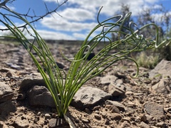 Gethyllis transkarooica