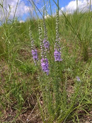 Veronica pinnata