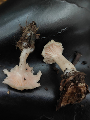 Leucocybe houghtonii