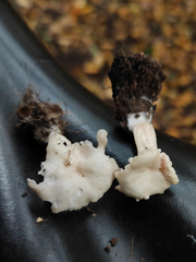 Leucocybe houghtonii