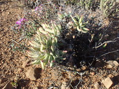 Tylecodon reticulatus
