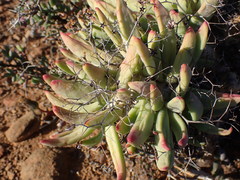 Tylecodon reticulatus