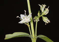 Frasera albicaulis nitida