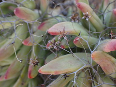 Tylecodon reticulatus