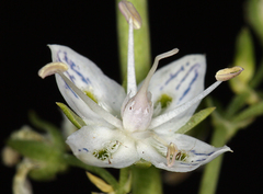 Frasera albicaulis nitida