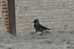 Corvus monedula spermologus