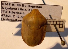 Eurygaster integriceps