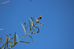 Cephalanthus salicifolius
